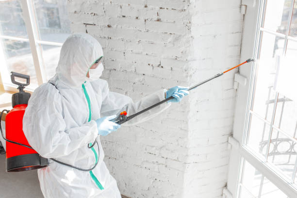 Why You Should Choose Our Mold Remediation Services in Cornwall On Hudson, NY